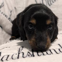Female 1 B darker tan - Black and tan female Dachshund puppy in Columbus, Ohio from Bumpkins Dachshunds