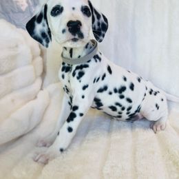 Mr.Grey - White and black male Dalmatian puppy in Chehalis, Washington from Dalmatian Vacation