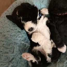 Aussiedoodle Puppies from Amour Aussiedoodles