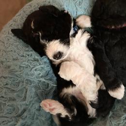 Aussiedoodle Puppies from Amour Aussiedoodles