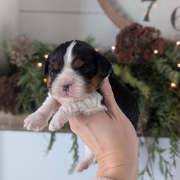 Leo - Tri-color male Cavalier King Charles Spaniel puppy in Stevens, Pennsylvania from Jodi's Cavalier King Charles Spaniels and Cavapoos