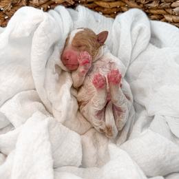 Hattie's Last Chapter- Epilogue - Parti male Goldendoodle puppy in Russell Springs, Kentucky from Milk & Honey Doodles