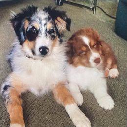 Australian Shepherd Puppies from Cannonrun Aussies