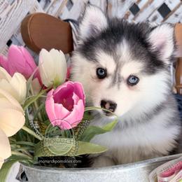 Monarch Lacee - Black and white female Pomsky puppy in Greeley, Colorado from Monarch Pomskies | Northern Colorado