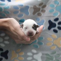 Summit - Red - Blue female Australian Cattle Dog puppy in Colbert, Oklahoma from LoveAHeeler