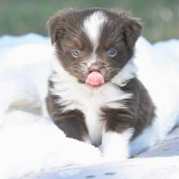 Belle - Red tri female Toy Australian Shepherd puppy in Chickasha, Oklahoma from Rustic Lace