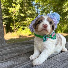 Small Fry - Parti male Goldendoodle puppy in Camden, North Carolina from Oopsie Doodles of NC