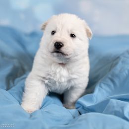 Pink girl - White female Berger Blanc Suisse puppy in Chestnut, Illinois from Fireside Fernweh