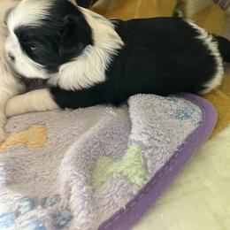 Shih Tzu Puppies from Simply Shih Tzu