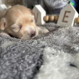Bloom - White female Coton de Tulear puppy in Freeport, Texas from H❤️PE COTONS
