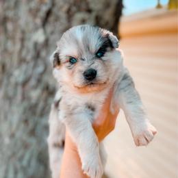 Echo - Merle male Pomsky puppy in Cleveland, Ohio from Lake Point Pomskies