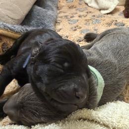 Benny - Black and rust male Doberman Pinscher puppy in Brookfield, Wisconsin from Haus of Hound