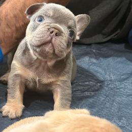 Poseidon - Blue fawn male French Bulldog puppy in Chula Vista, California from House of Pugs and French BullDogs