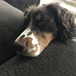 English Springer Spaniel All Grown Up from STORYSIDESPRINGERS