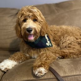 Goldendoodle Puppies from Totally Texas Doodles