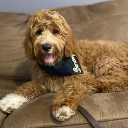 Goldendoodle Puppies from Totally Texas Doodles