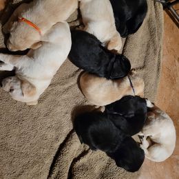 Labrador Retriever Puppies from Wild Games Labradors