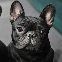 Phoebe - French Bulldog