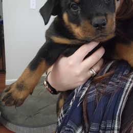 Bee Balm "BB"- Green Collar - Rottweiler puppy in Vancouver, Washington from Sullivan Family Rottweilers
