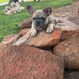 BRINKS - Blue male French Bulldog puppy in Taylorsville, North Carolina from SilverLining highlands and hounds