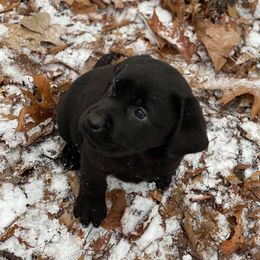 Labrador Retrievers from Bad River Labradors