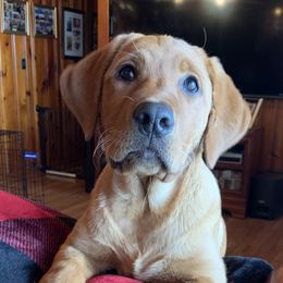 Labrador Retrievers from Highland Labradors