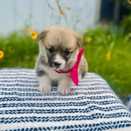 Lulu's Pink Girl - Red female Pembroke Welsh Corgi puppy in Vilonia, Arkansas from Lucky Pups Corgis