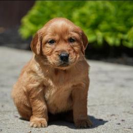 Nellie - Dark golden female Golden Retriever puppy in Saint Joe, Indiana from Golden Acres Farm
