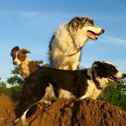Border Collies from Dog Pond Border Collies