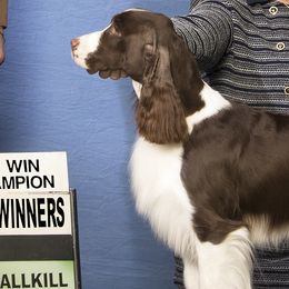 Jade  - English Springer Spaniel