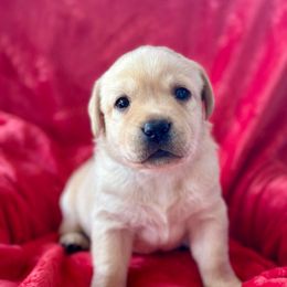 Brown Collar - Labrador Retriever puppy from Southern Sunshine Labradors