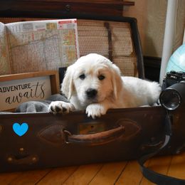 Blue Collar - Boy 6 - Golden Retriever puppy from Lightning Oak Acres