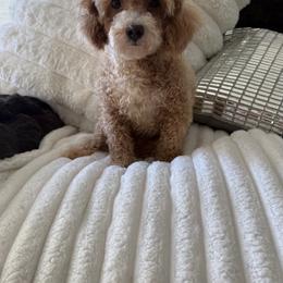 Buttercup - Poodle
