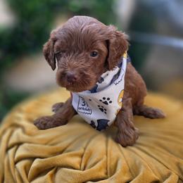 Hopper - Red  male Goldendoodle puppy in Decatur, Tennessee from Diamond's Doodles