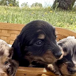 Norm (AKC) - Black and tan male Dachshund puppy in Valley Springs, California from River Breeze Dachshunds