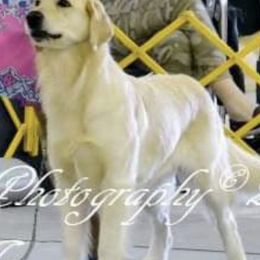 Michah - Golden Retriever