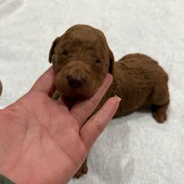 Purple - Red  female Goldendoodle puppy in Bakersfield, California from Lavish Doodles