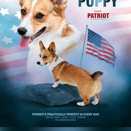 American Corgi Puppies from Patriot American Corgi