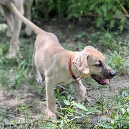 Chester (orange) - Yellow Black Mouth Cur puppy in Warsaw, Missouri from Heritage Cow Dogs