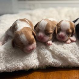Tri Girl - Tri-color female Cavalier King Charles Spaniel puppy in Little Rock, Arkansas from Montra Japanese Chin & Cavalier King Charles Spaniels