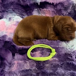 Boy 2 - Mahogany male Irish Setter puppy in Colville, Washington from Daesyn Setters