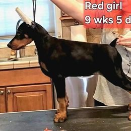 Girl 10 - Black and rust Doberman Pinscher puppy in Jefferson Township, New Jersey from Tristel Dobermans