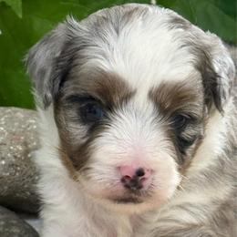 Charmaine - Blue merle female Aussiedoodle puppy in Arrington, Tennessee from Tumblin T Aussies and Aussiedoodles