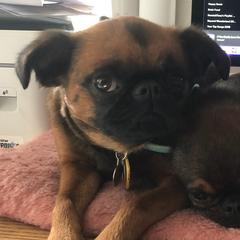 Brussels Griffons from Willow & Sage Brussel Griffons