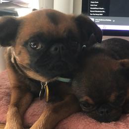 Brussels Griffons from Willow & Sage Brussel Griffons