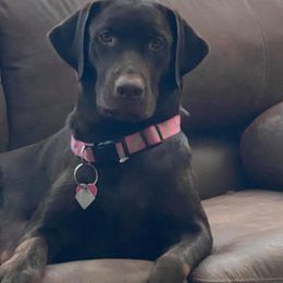 Sasha - Labrador Retriever