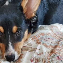 Pembroke Welsh Corgis from Pepper's Pembrokes