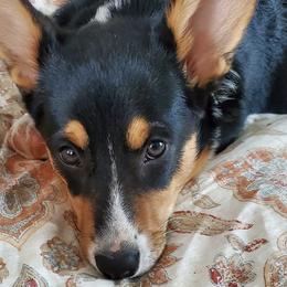 Pembroke Welsh Corgis from Pepper's Pembrokes