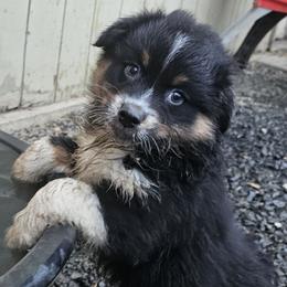 Taurus - Black tri-color Australian Shepherd puppy in Albany, Oregon from Red Cloud Australian Shepherds and DeGray Great Danes & Bulldogs