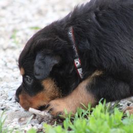 Rottweiler Puppies from Cross Creek Rottweilers